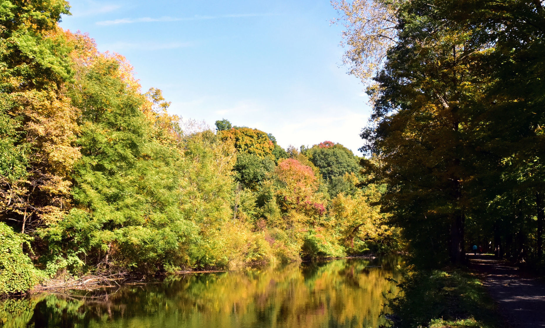 Fall foliage